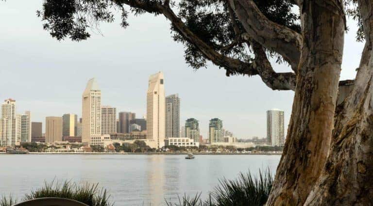 US cities are losing 36 million trees a year