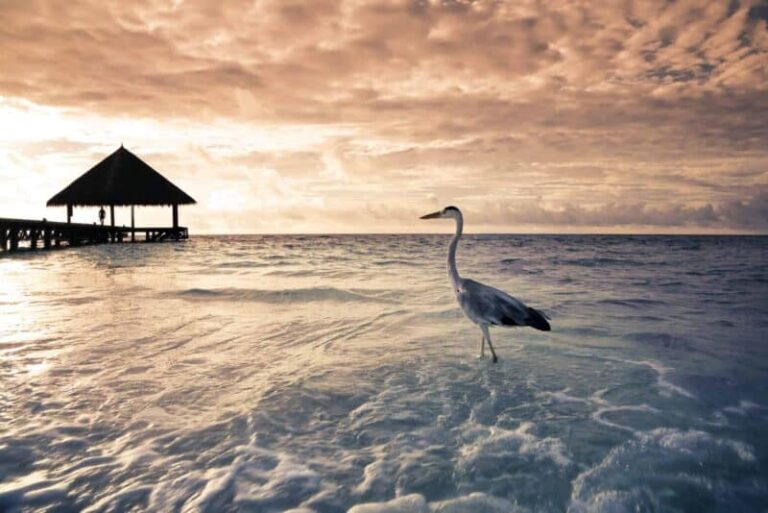 Maldives lifts all restrictions for visitors